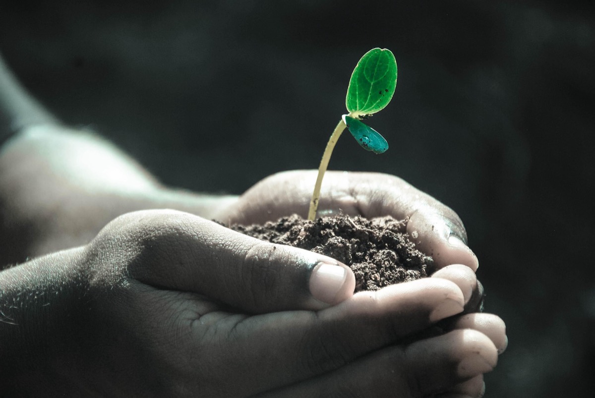 A pair of hands cupping soil with a young seedling growing from it.